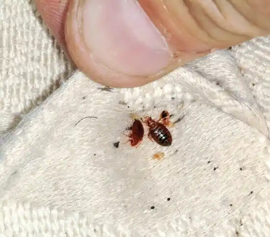 pest control Modesto